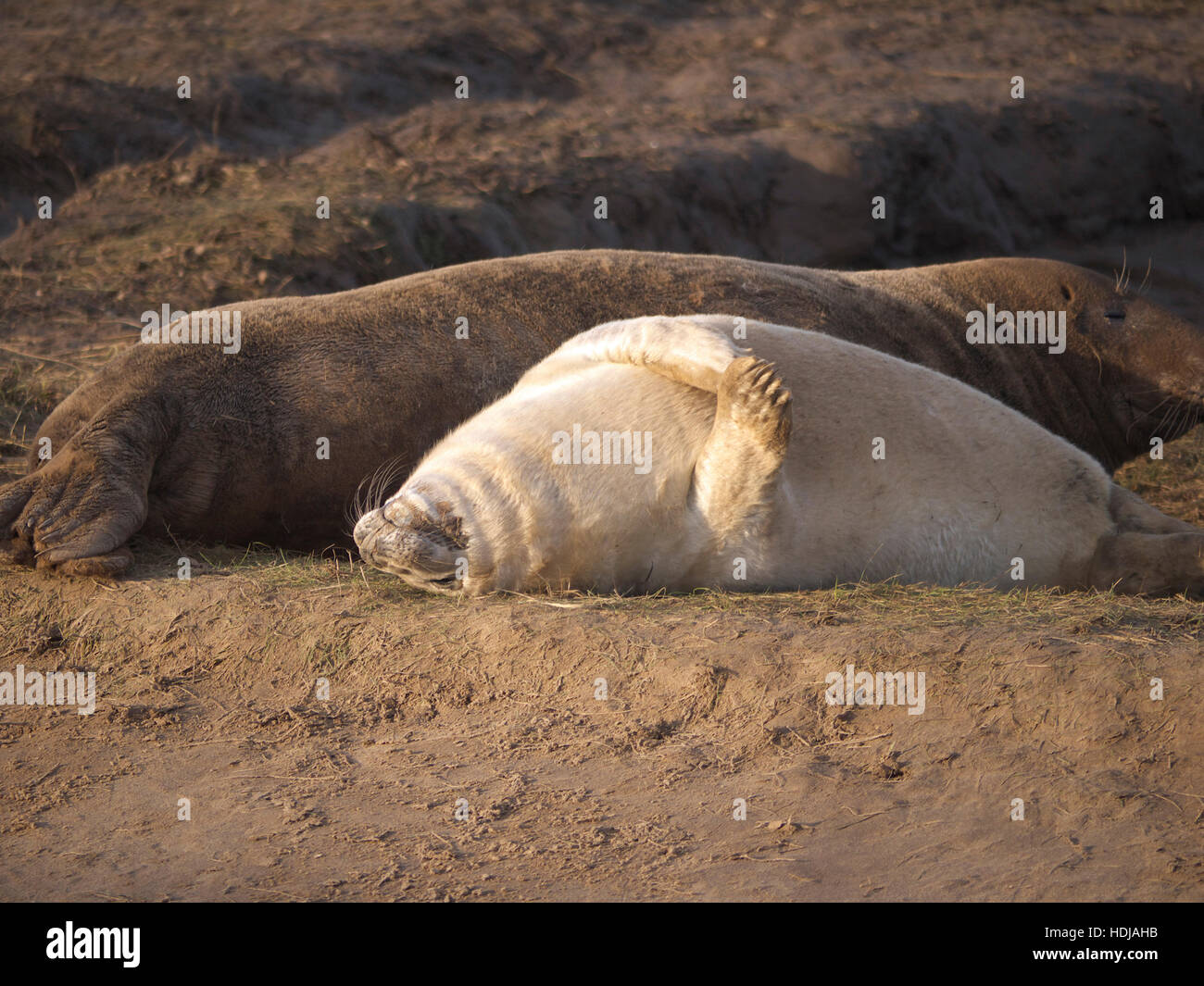 Mother and baby Grey Seals at RAF Donna Nook Lincolnshire Stock Photo