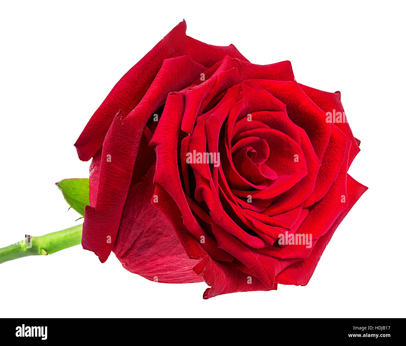 rose isolated on the white background Stock Photo - Alamy