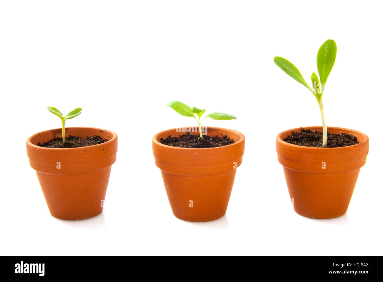 Three jars with growing plants isolated over white Stock Photo