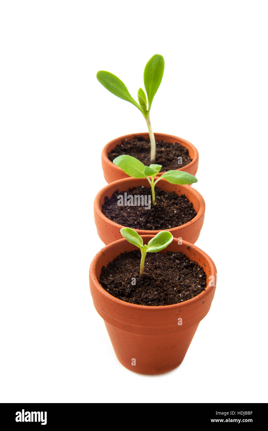 Three jars with growing plants isolated over white Stock Photo