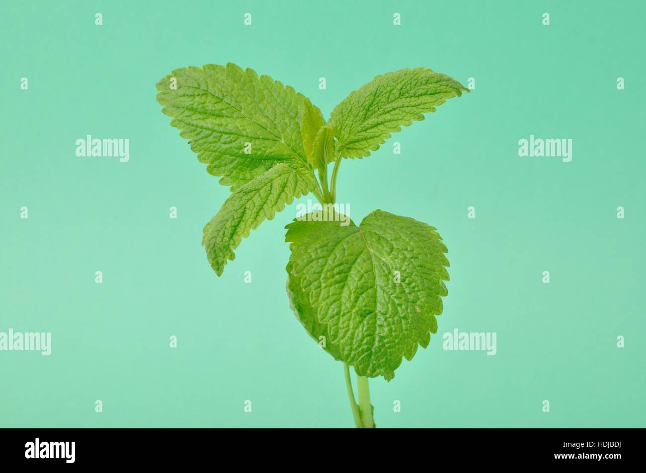 Melissa officinalis Stock Photo