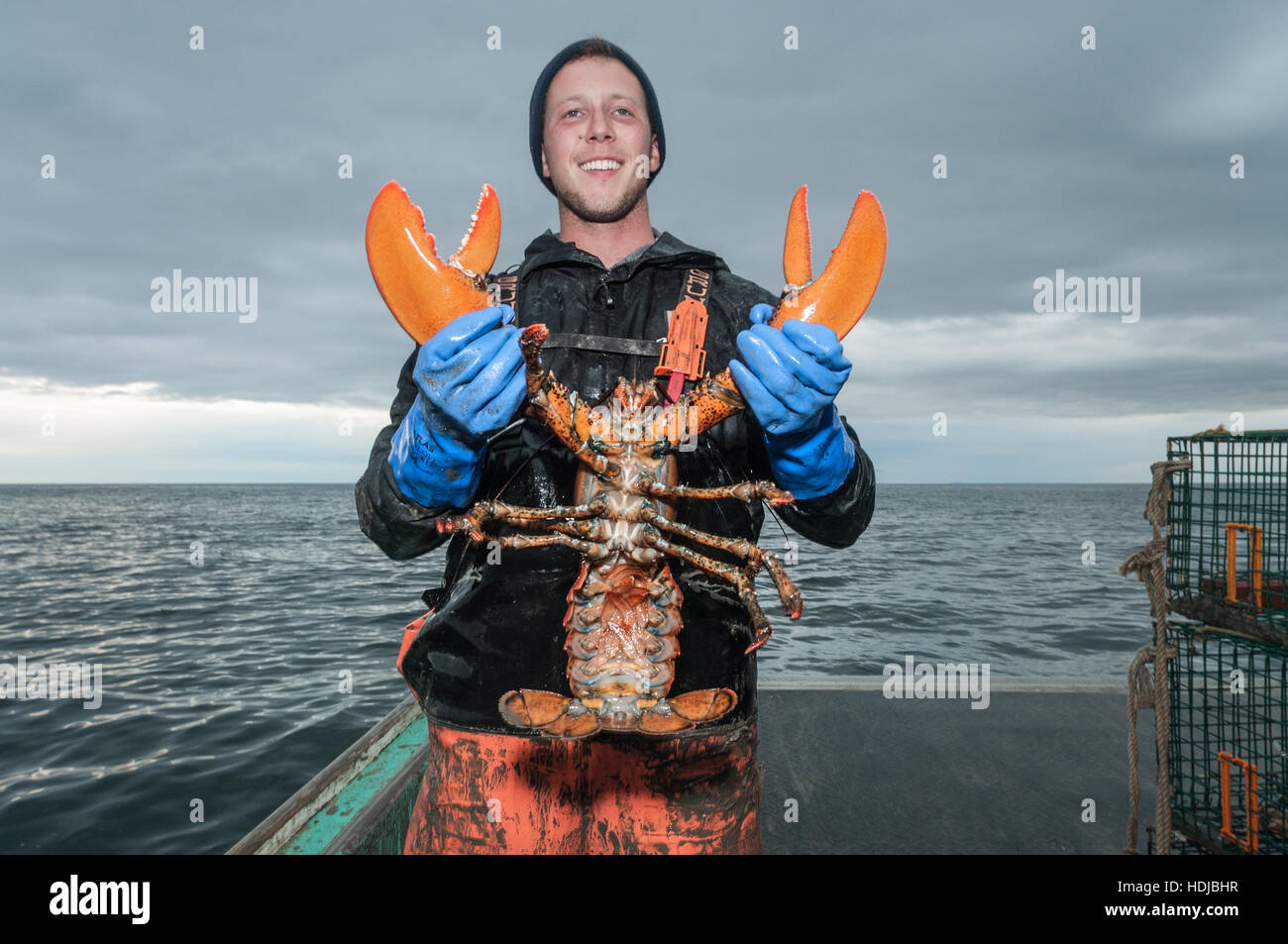 Lobster underwater size hires stock photography and images Alamy