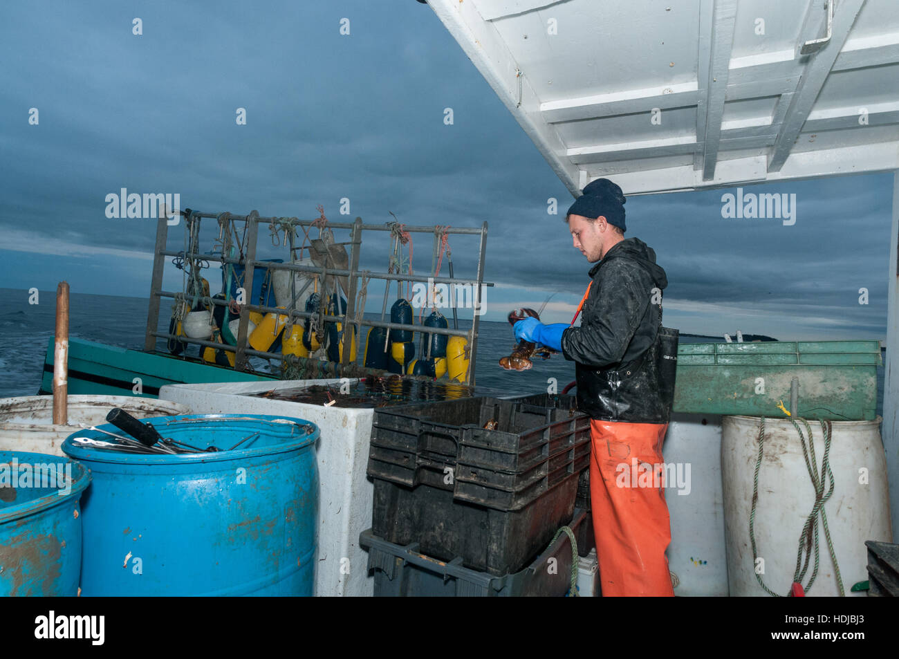 Lobsterman puts rubber bands on lobster's claws to prevent cannibalism