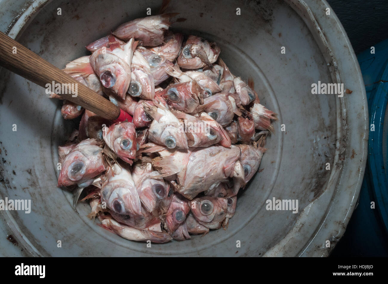 Bait barrel full of redfish to be used as bait in lobster trap, Yarmouth  Stock Photo - Alamy