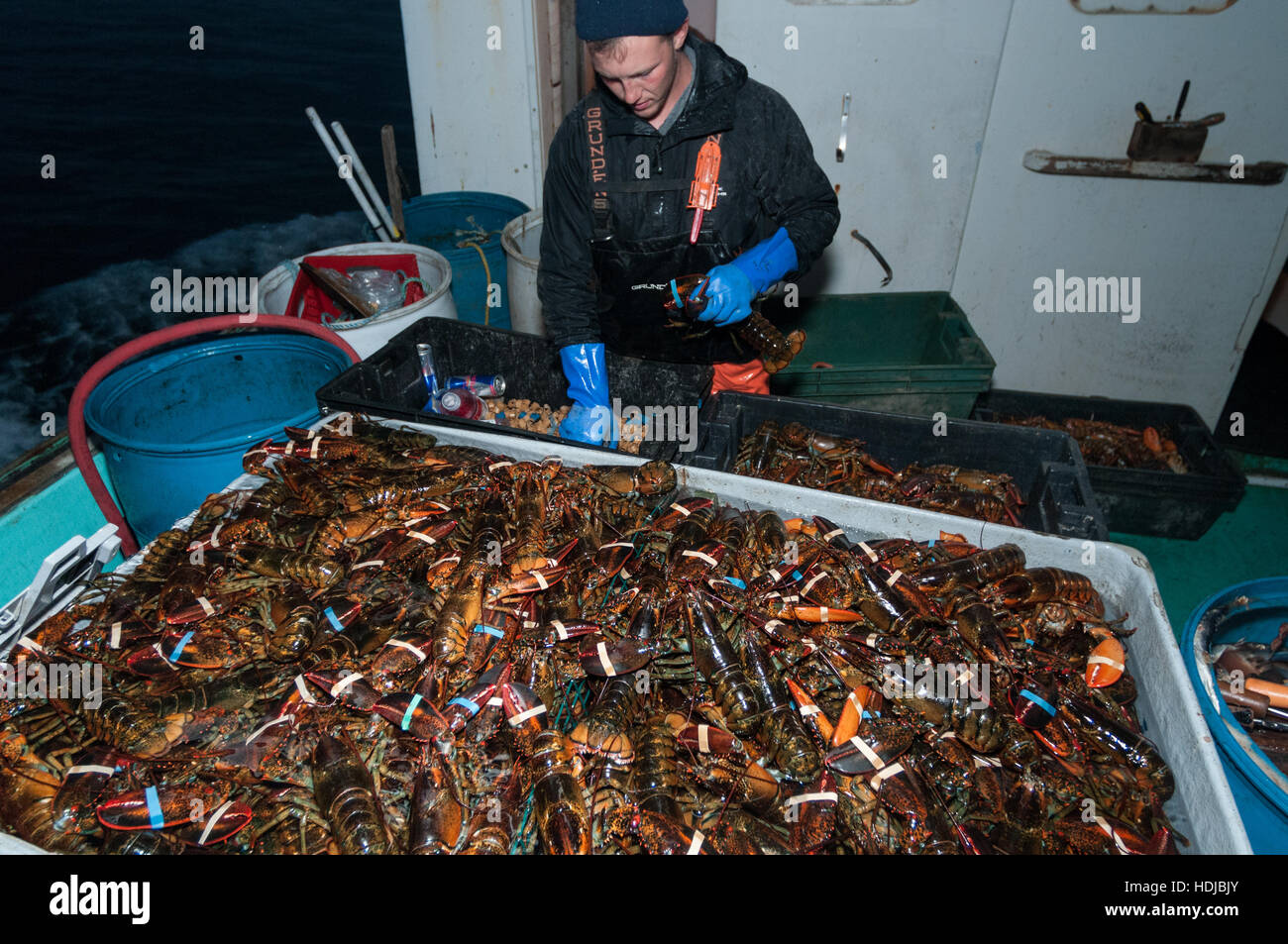 Lobsterman puts rubber bands on lobster's claws to prevent cannibalism