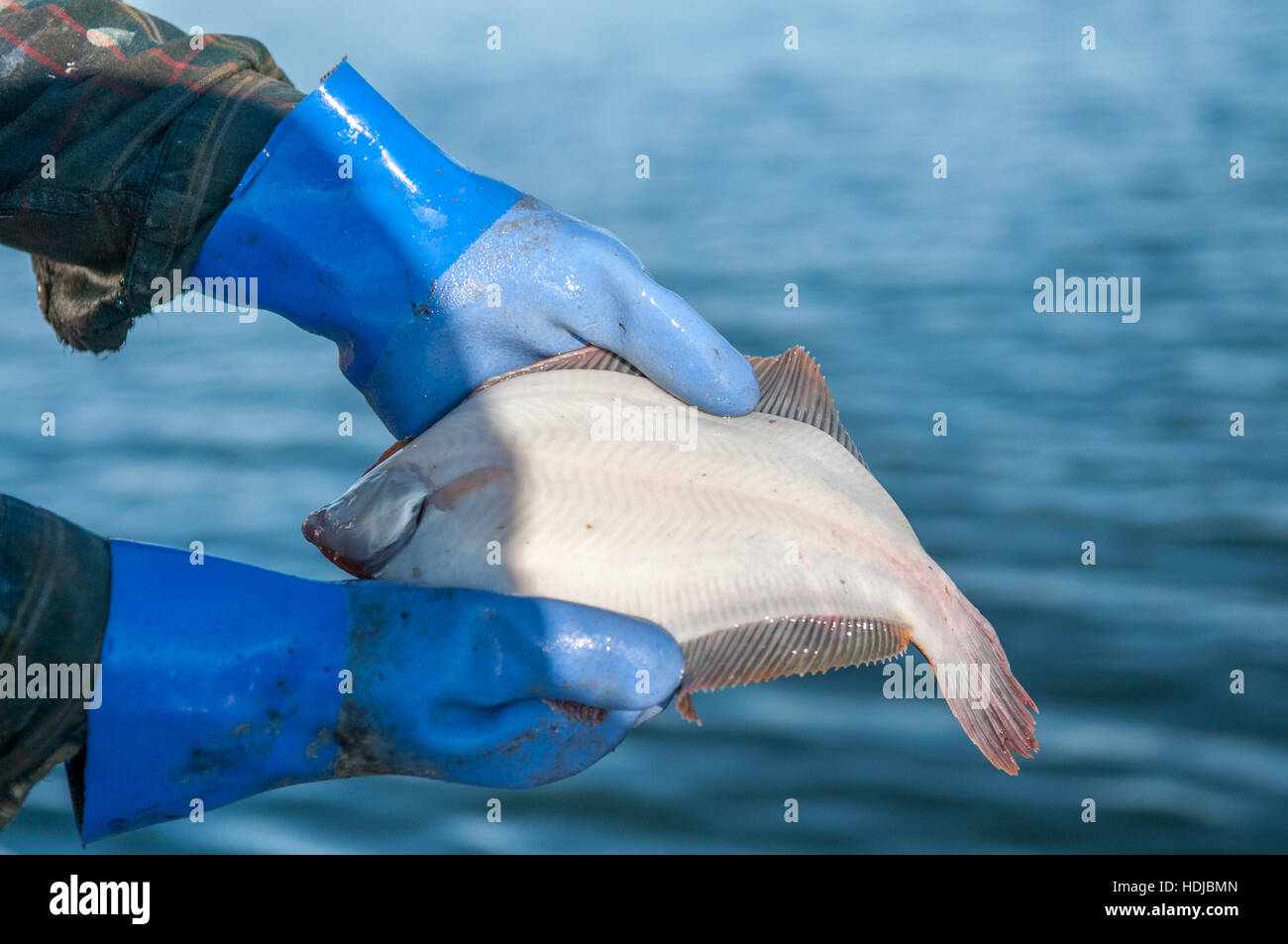 Blackback Flounder Caught In Lobster Trap Yarmouth Me Stock Photo Alamy Blackback Flounder Caught In Lobster Trap Yarmouth Me Stock Photo Alamy
