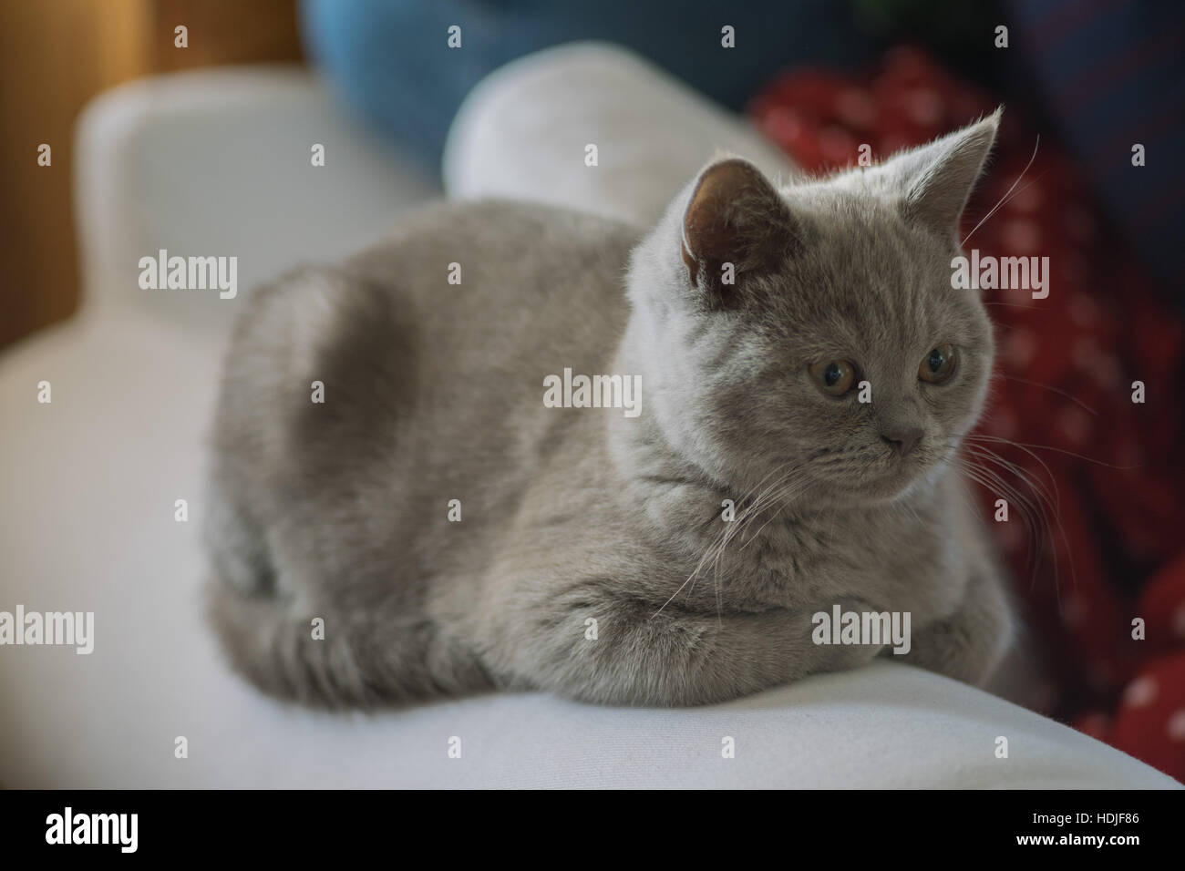 Lilac British Shorthair Kitten Little Tomcat Stock Photo