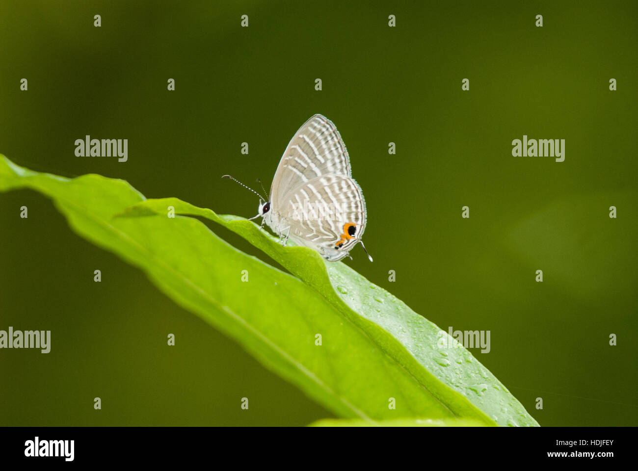 Common Ciliate butterfly species Stock Photo