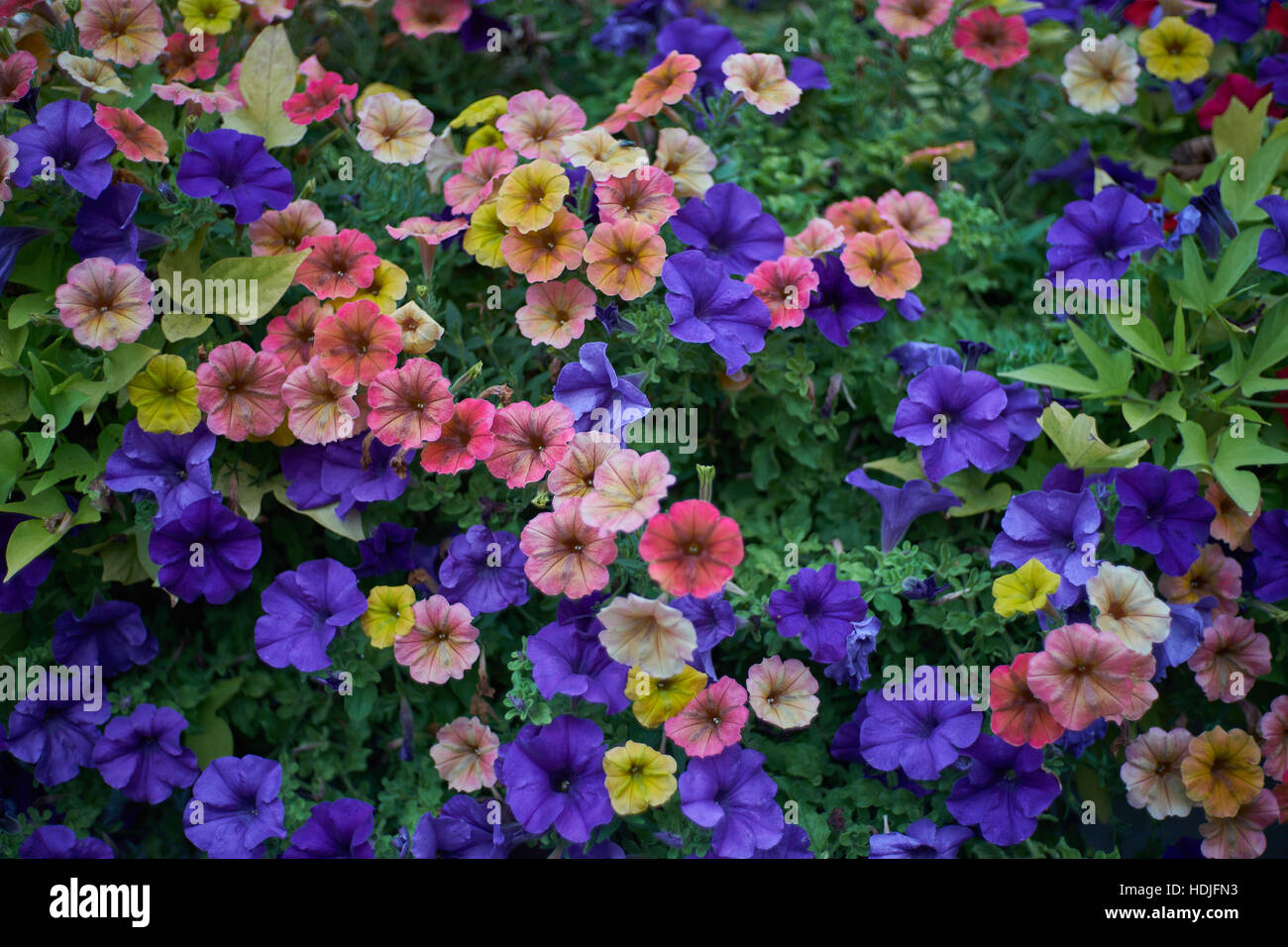 Lush multicolor petunias blooming Stock Photo