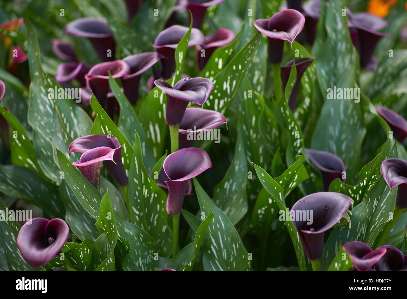 Black Zantedeschia flowers in full bloom Stock Photo - Alamy