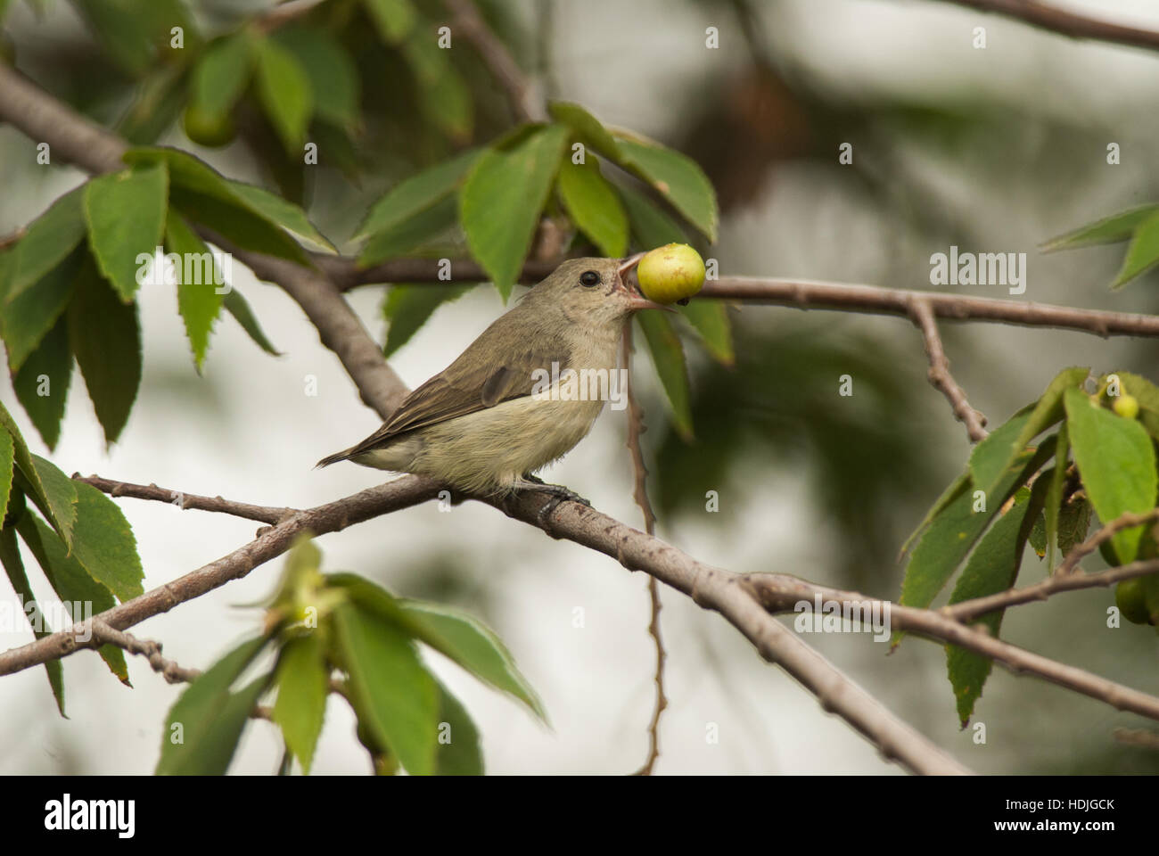 The pale-billed flowerpecker or Tickell's flowerpecker (Dicaeum erythrorhynchos) is a tiny bird that feeds on nectar and berries Stock Photo