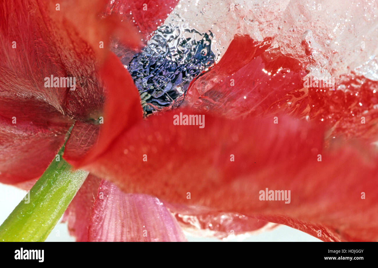 Red Anemone flower stuck in frozen ice Stock Photo