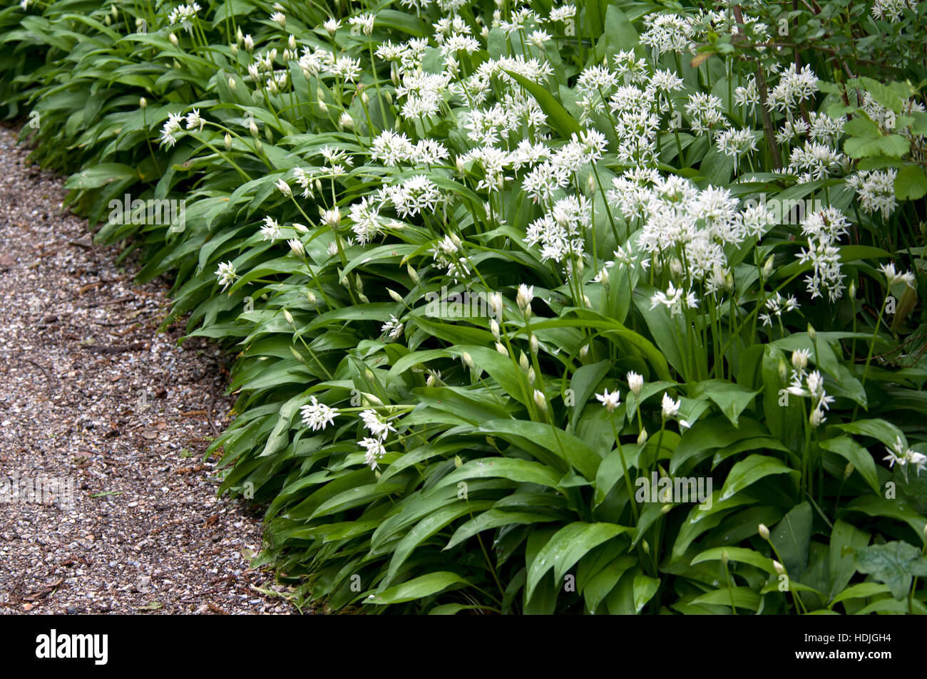 Allium ursinum grows in deciduous woodlands with moist soils, preferring slightly acidic conditions. It flowers before deciduous trees leaf in the spr Stock Photo