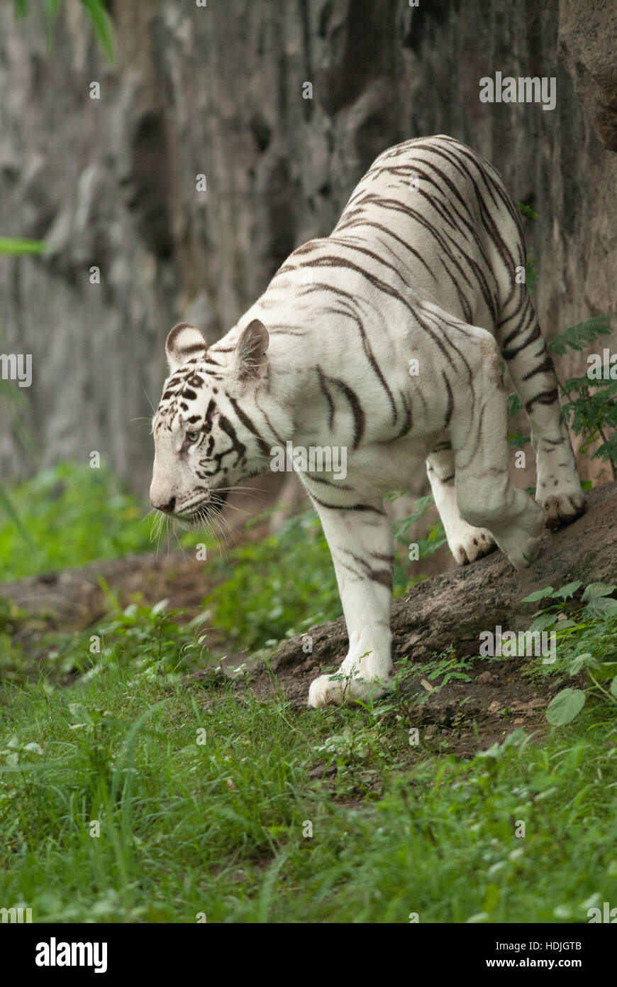 White tiger in pune zoo hi-res stock photography and images - Alamy White tiger in pune zoo hi-res stock photography and images - Alamy