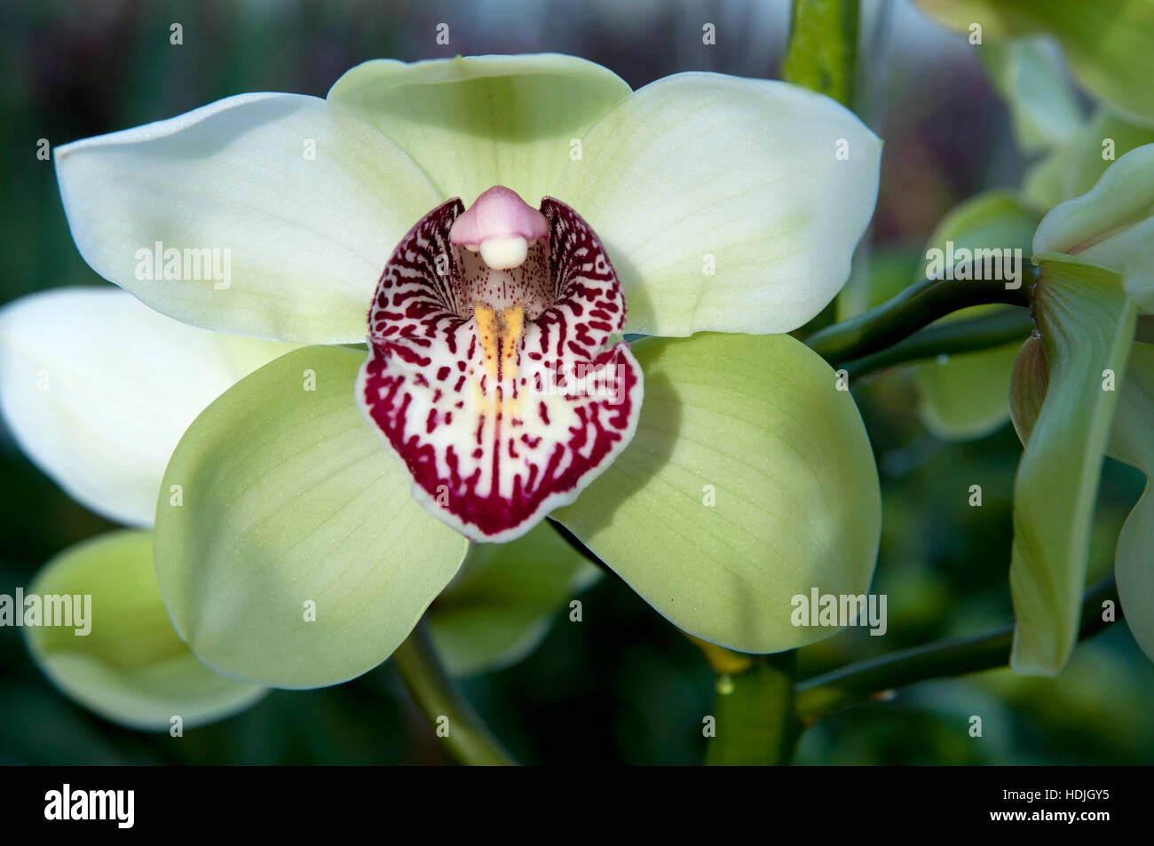 green boat orchid (Cymbidium) Stock Photo