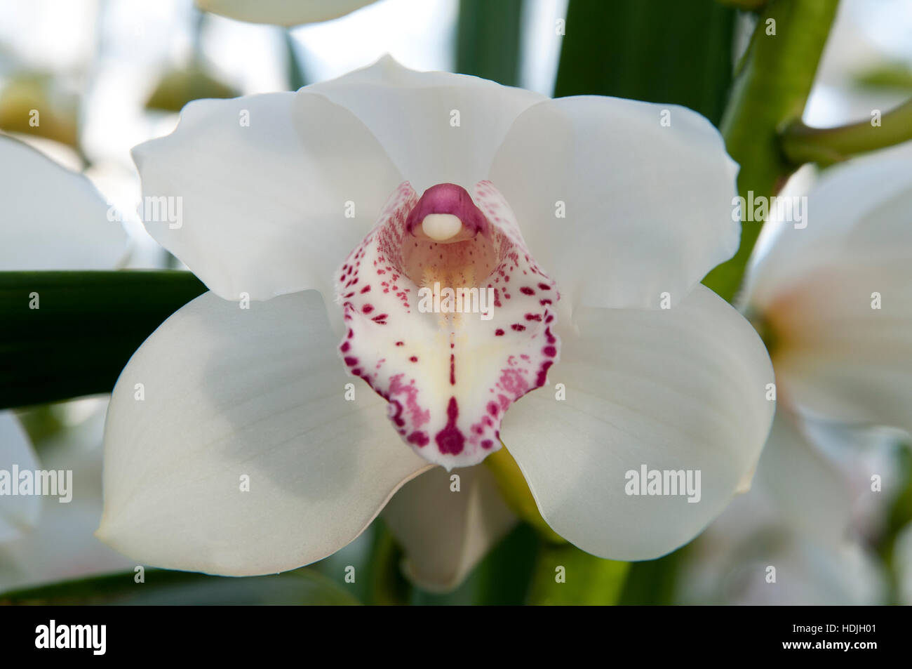 Close up boat orchid (Cymbidium) in The Netherlands Stock Photo