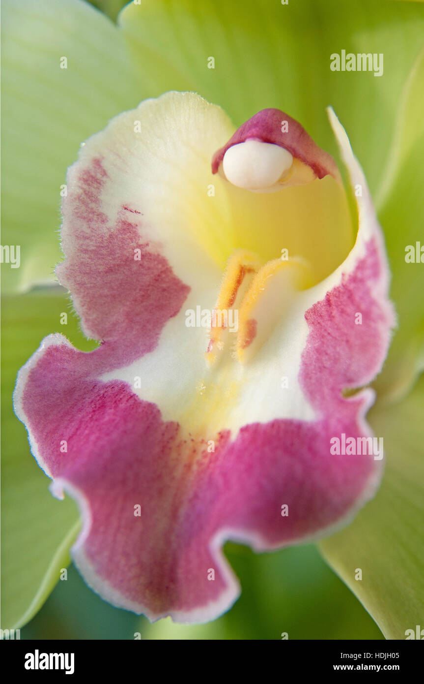 green boat orchid (Cymbidium) Stock Photo