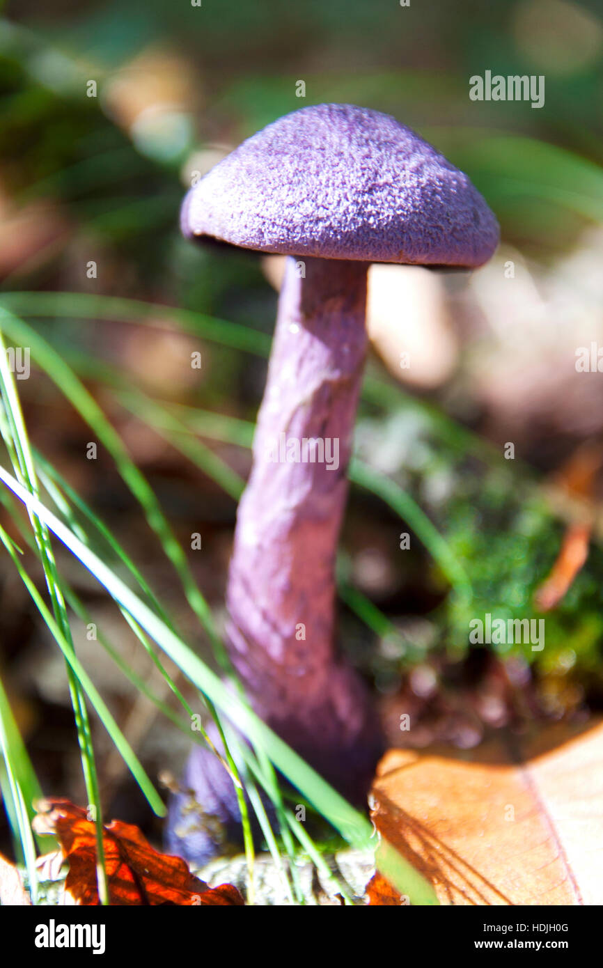 Purple mushroom close up in the forest Stock Photo