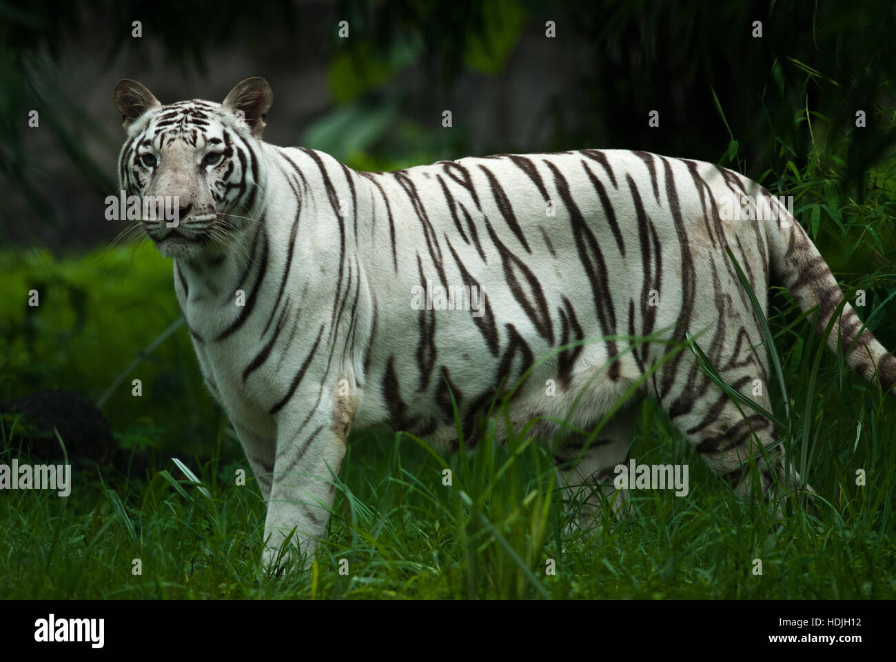 The white tiger is a pigmentation variant of the Bengal tiger . This is a captive one in Katraj zoo Pune Stock Photo - Alamy The white tiger is a pigmentation variant of the Bengal tiger . This is a captive one in Katraj zoo Pune Stock Photo - Alamy
