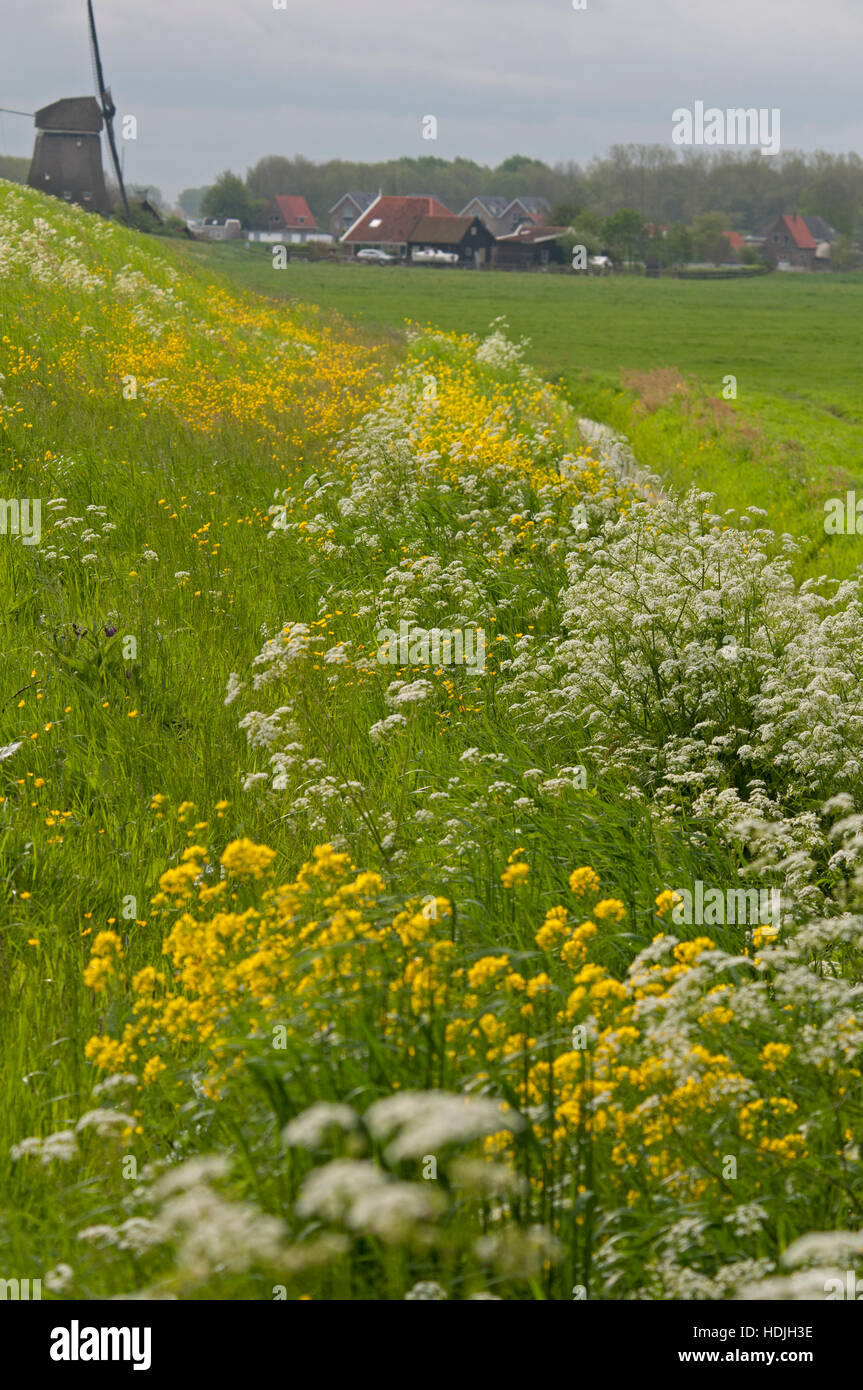 Cow parsley grows in sunny to semishaded locations in meadows and at the edges of hedgerows and