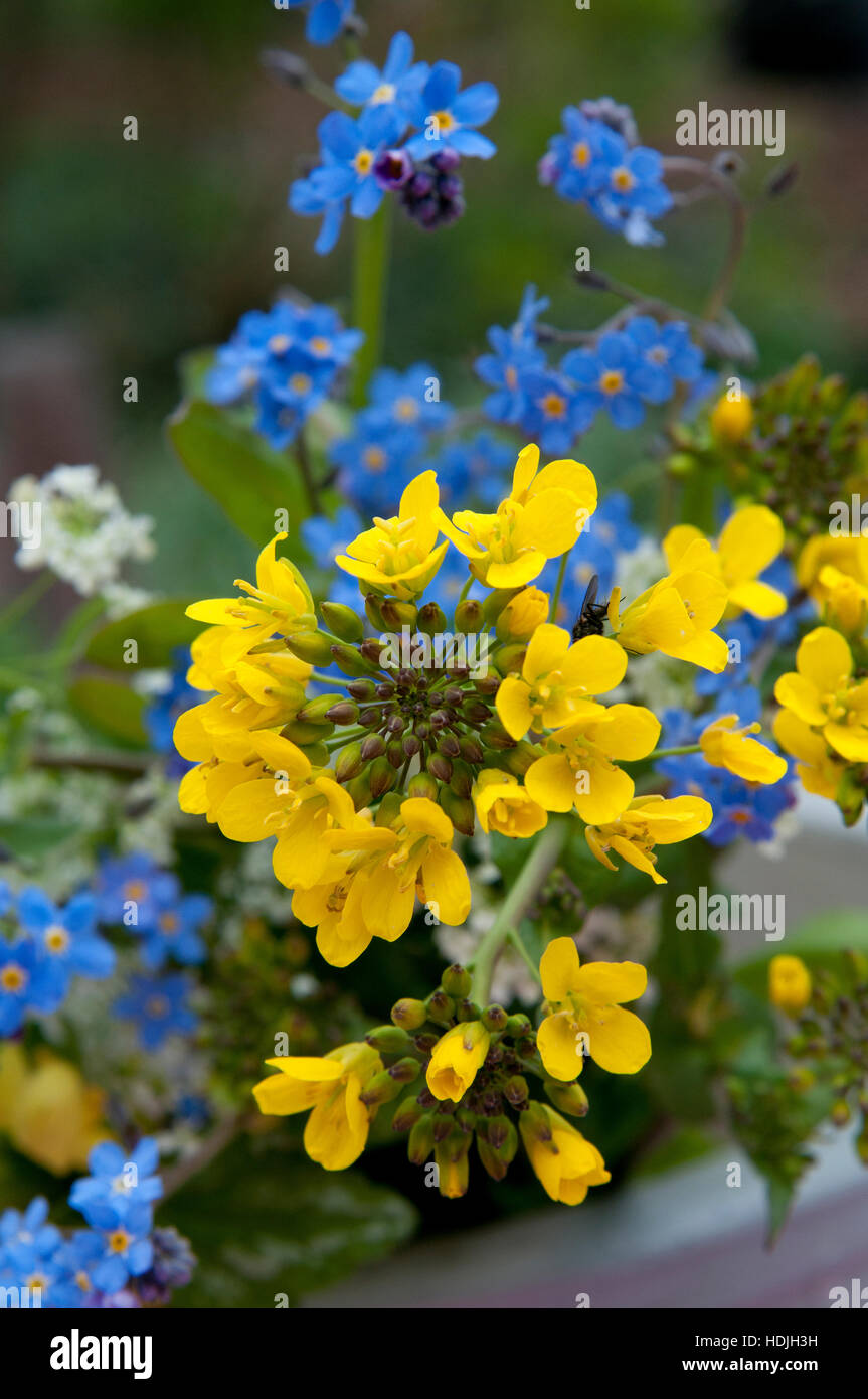 Colza oil (Brassica rapa) with Myosotis in a flower bouquet Stock Photo