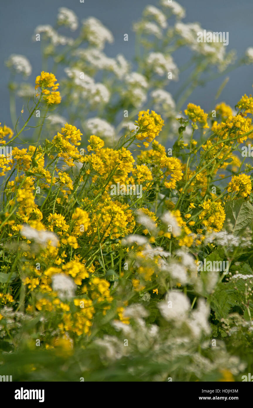 Cow parsley grows in sunny to semishaded locations in meadows and at the edges of hedgerows and