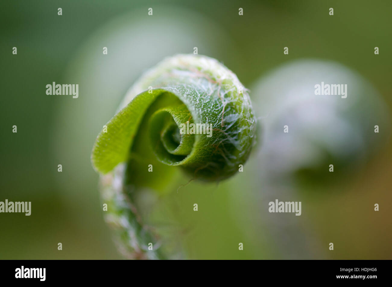 Ferns first appear in the fossil record 360 million years ago in the Devonian. Stock Photo