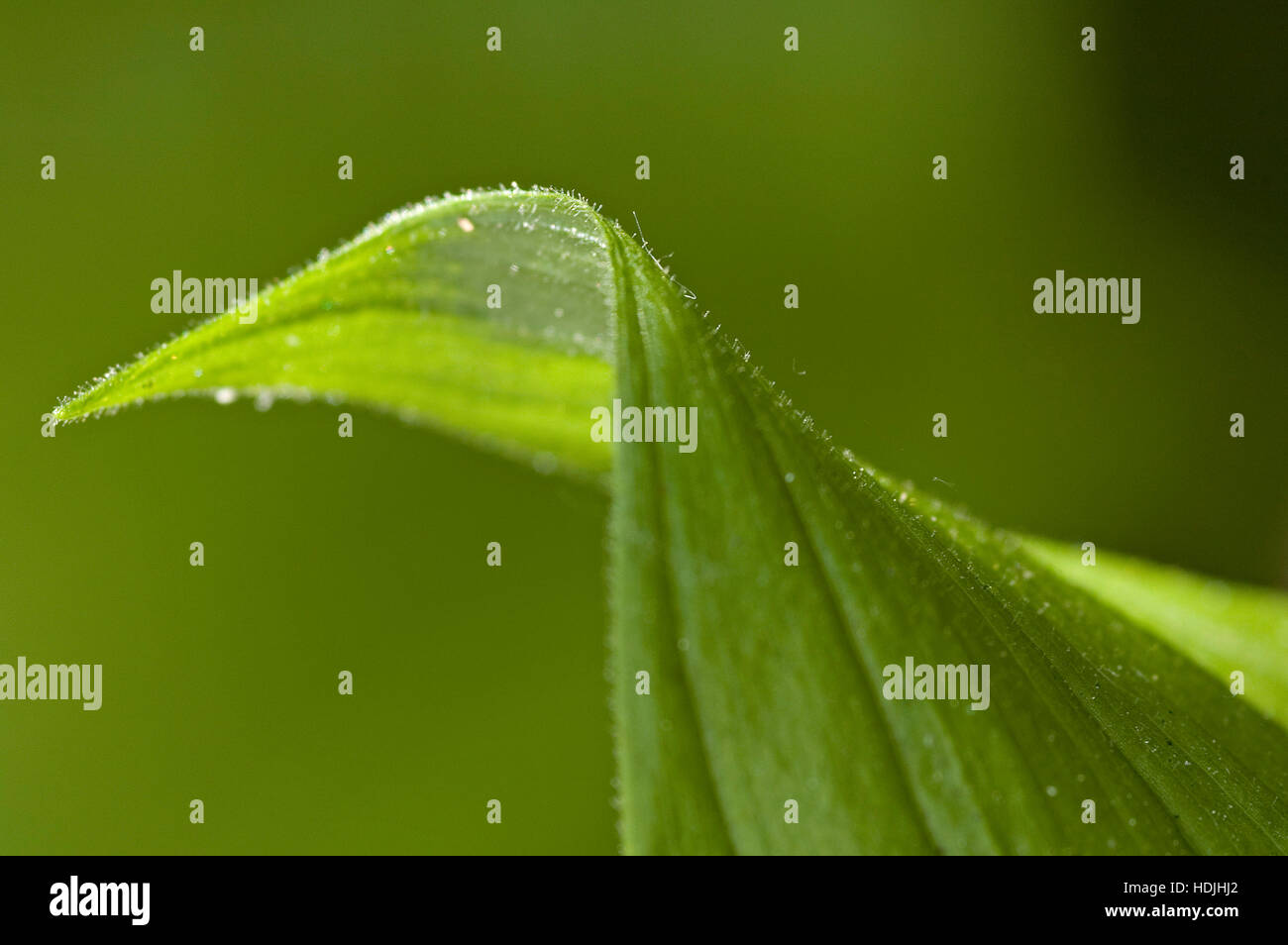 detail of a green leaf in tropical forest Stock Photo - Alamy