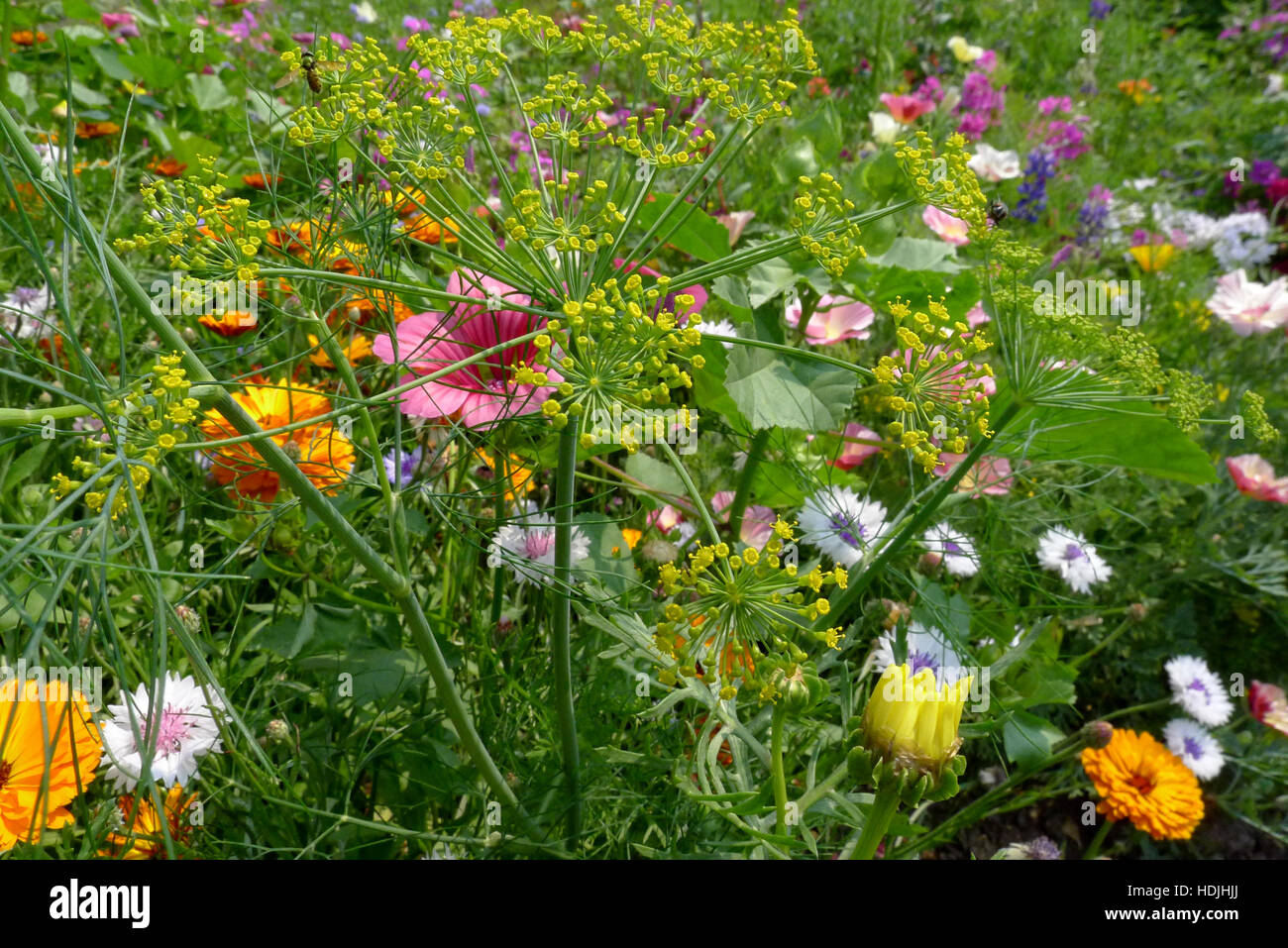 colored wild summer flowers in a field Stock Photo - Alamy