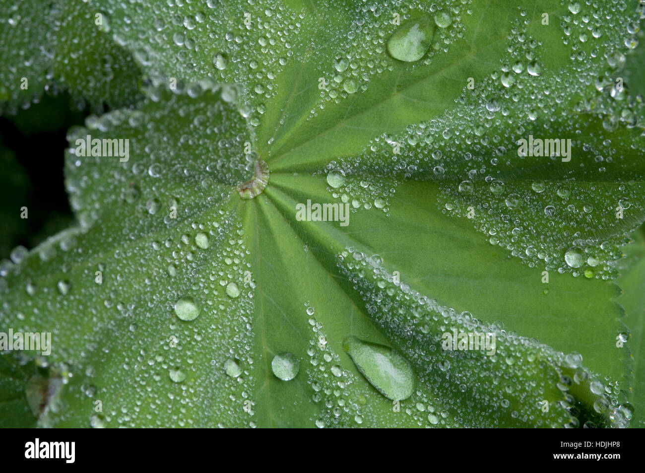 Perennials ladys mantle hi-res stock photography and images - Alamy