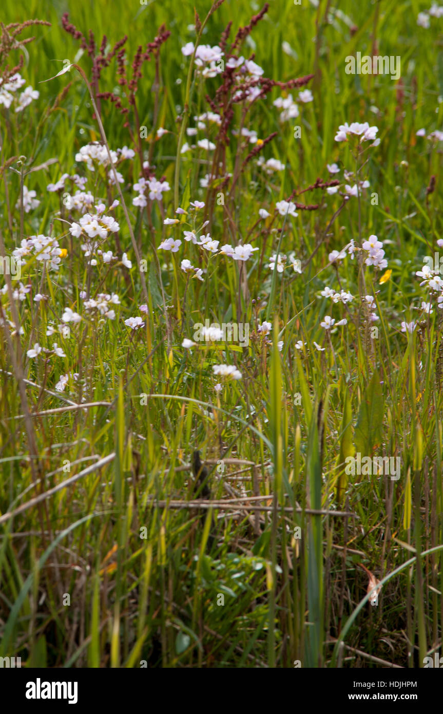 Ladys smock Cardamine pratensis, pink flowers growing in the wild Stock ...