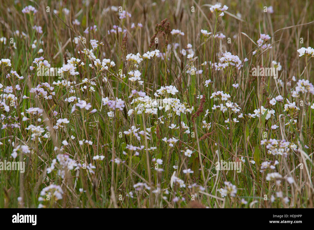 Ladys smock Cardamine pratensis, pink flowers growing in the wild Stock ...