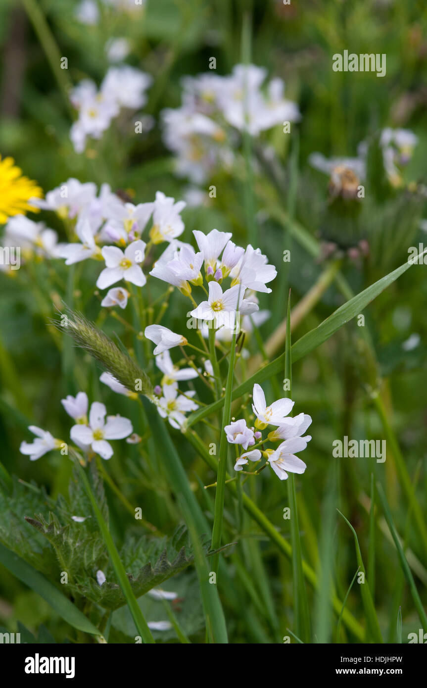 Ladys smock Cardamine pratensis, pink flowers growing in the wild Stock ...