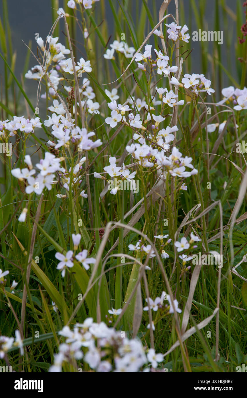 Ladys smock Cardamine pratensis, pink flowers growing in the wild Stock ...