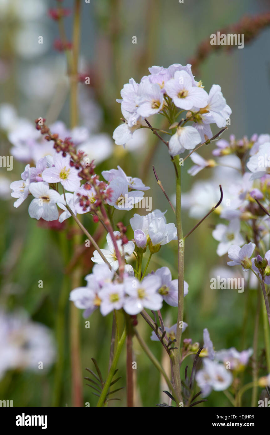 Ladys smock Cardamine pratensis, pink flowers growing in the wild Stock ...