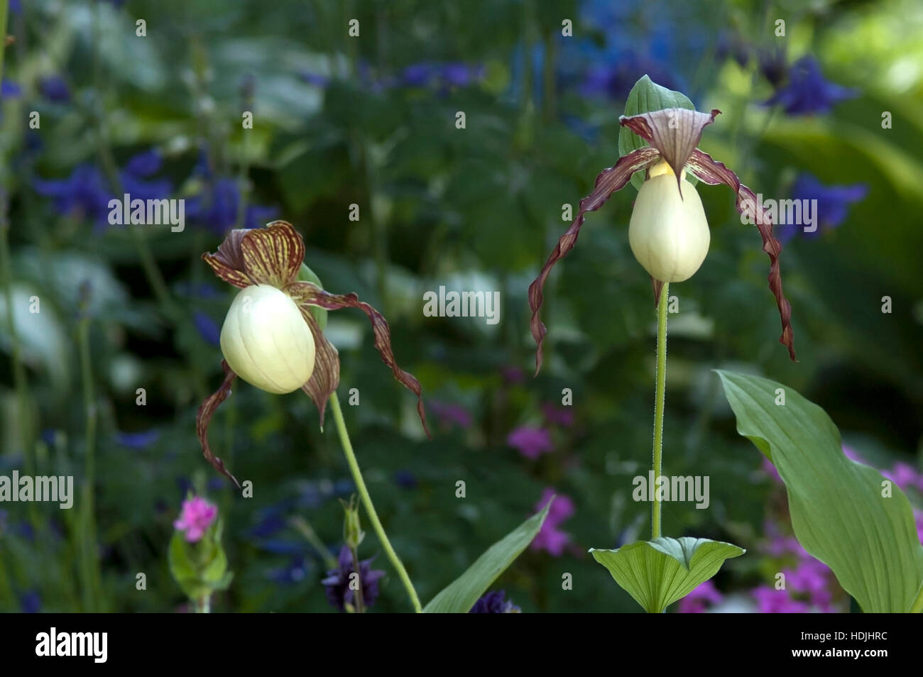 Large yellow lady's slipper (Cypripedium pubescens) in garden Stock Photo