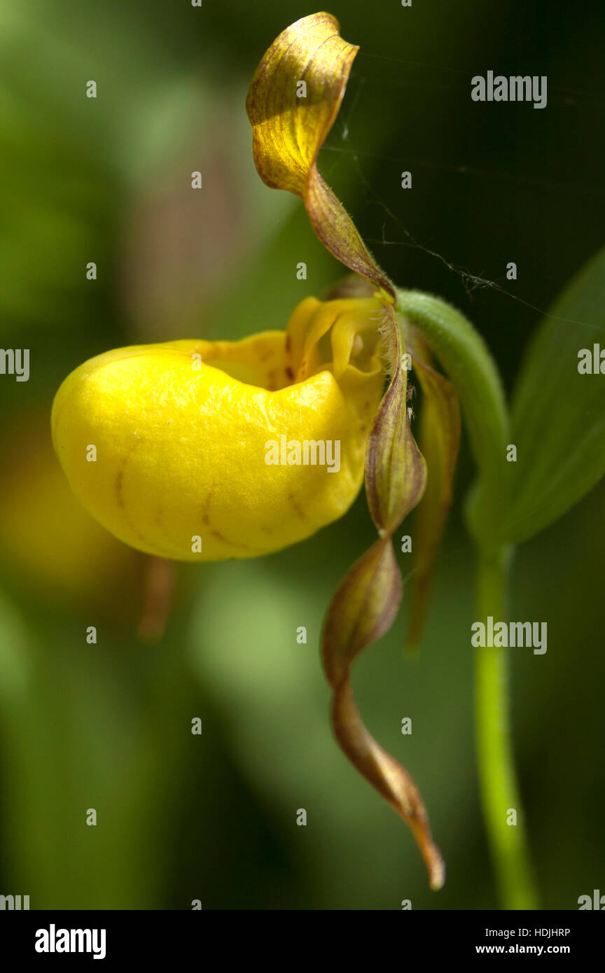 Large yellow lady's slipper (Cypripedium pubescens) in garden Stock Photo