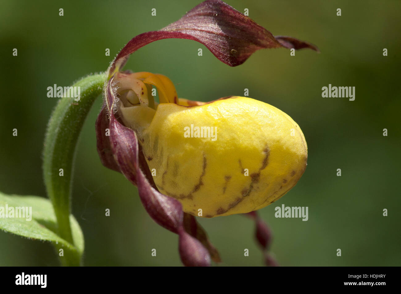 Large yellow lady's slipper (Cypripedium pubescens) in garden Stock Photo