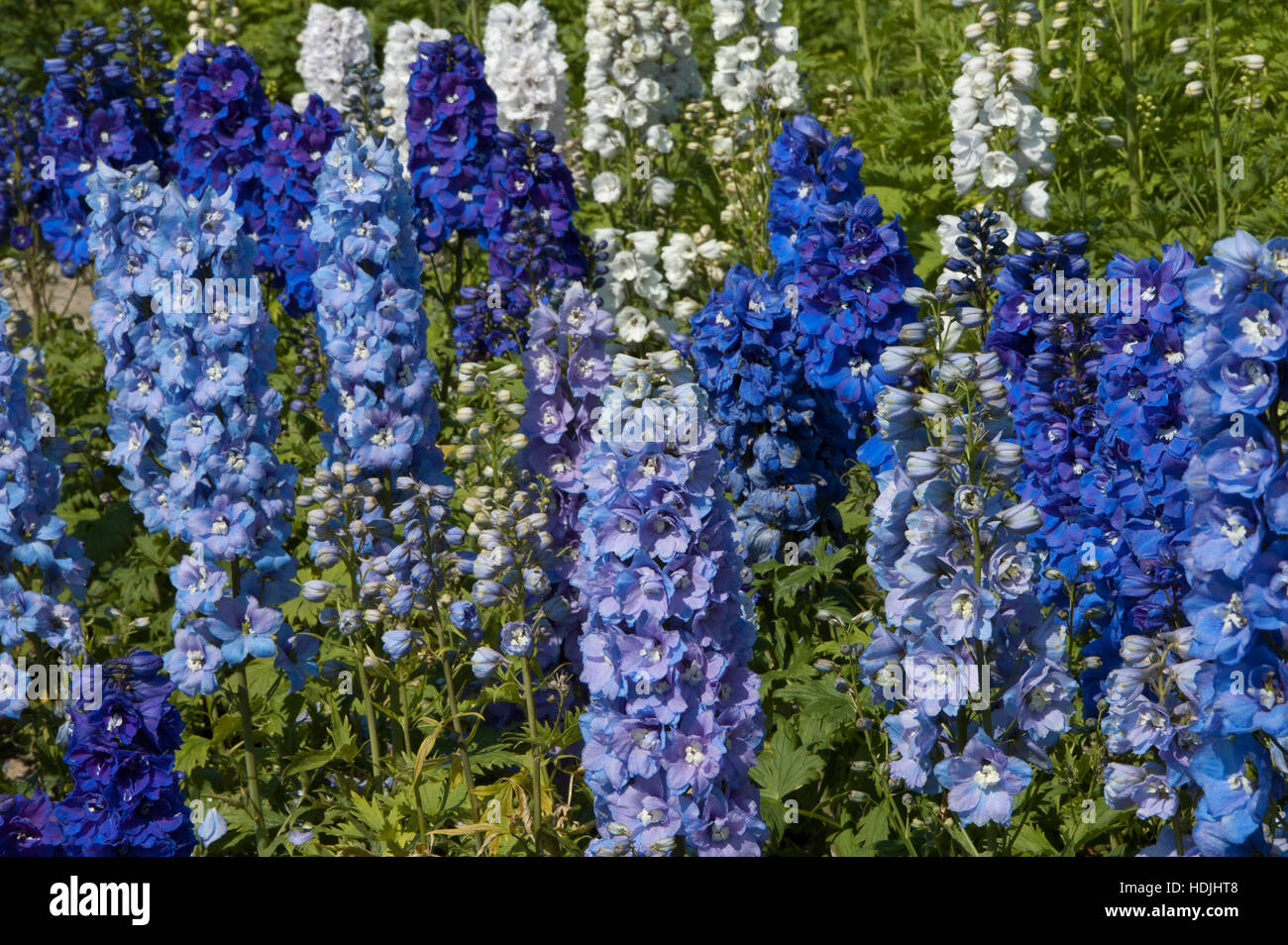 Beautiful Larskspur flowers blooming in a summer field Stock Photo