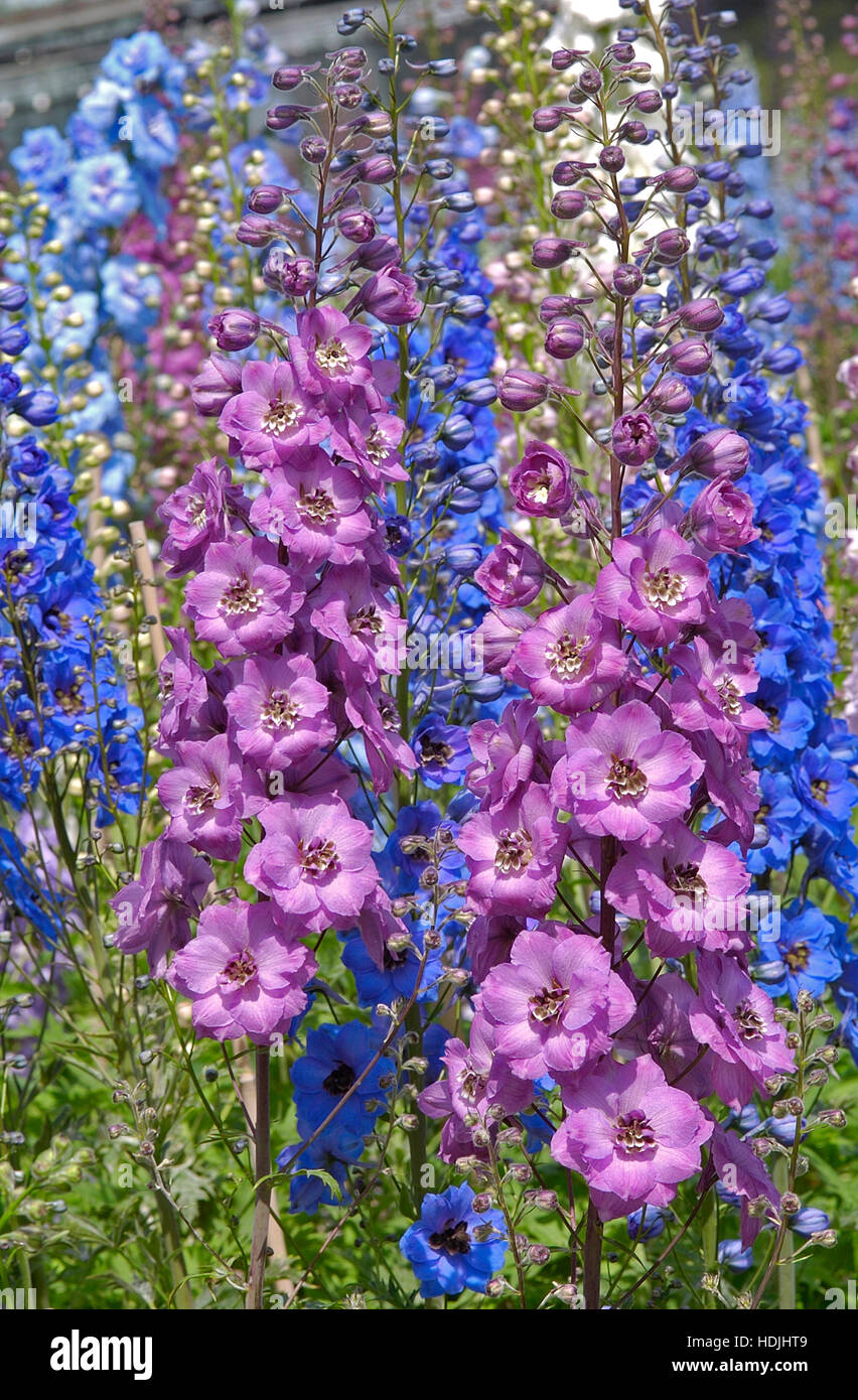 Larkspur seeds hi-res stock photography and images - Alamy