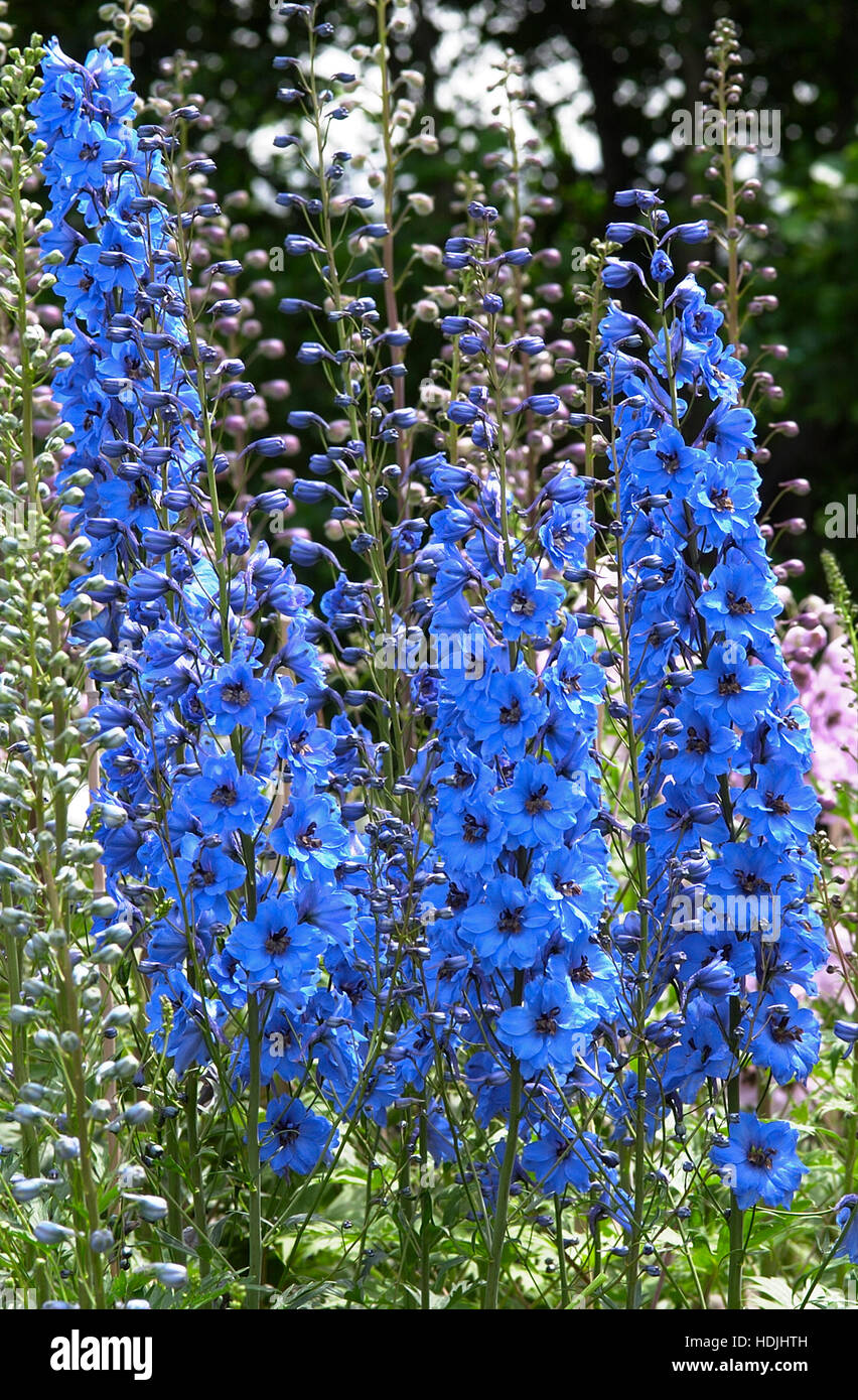 Larkspur Seeds High Resolution Stock Photography and Images - Alamy