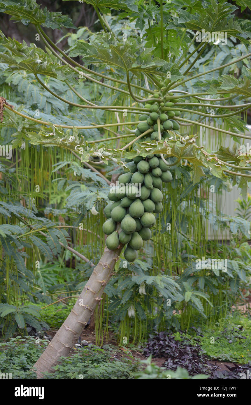 Green papaya fruit on tree Stock Photo