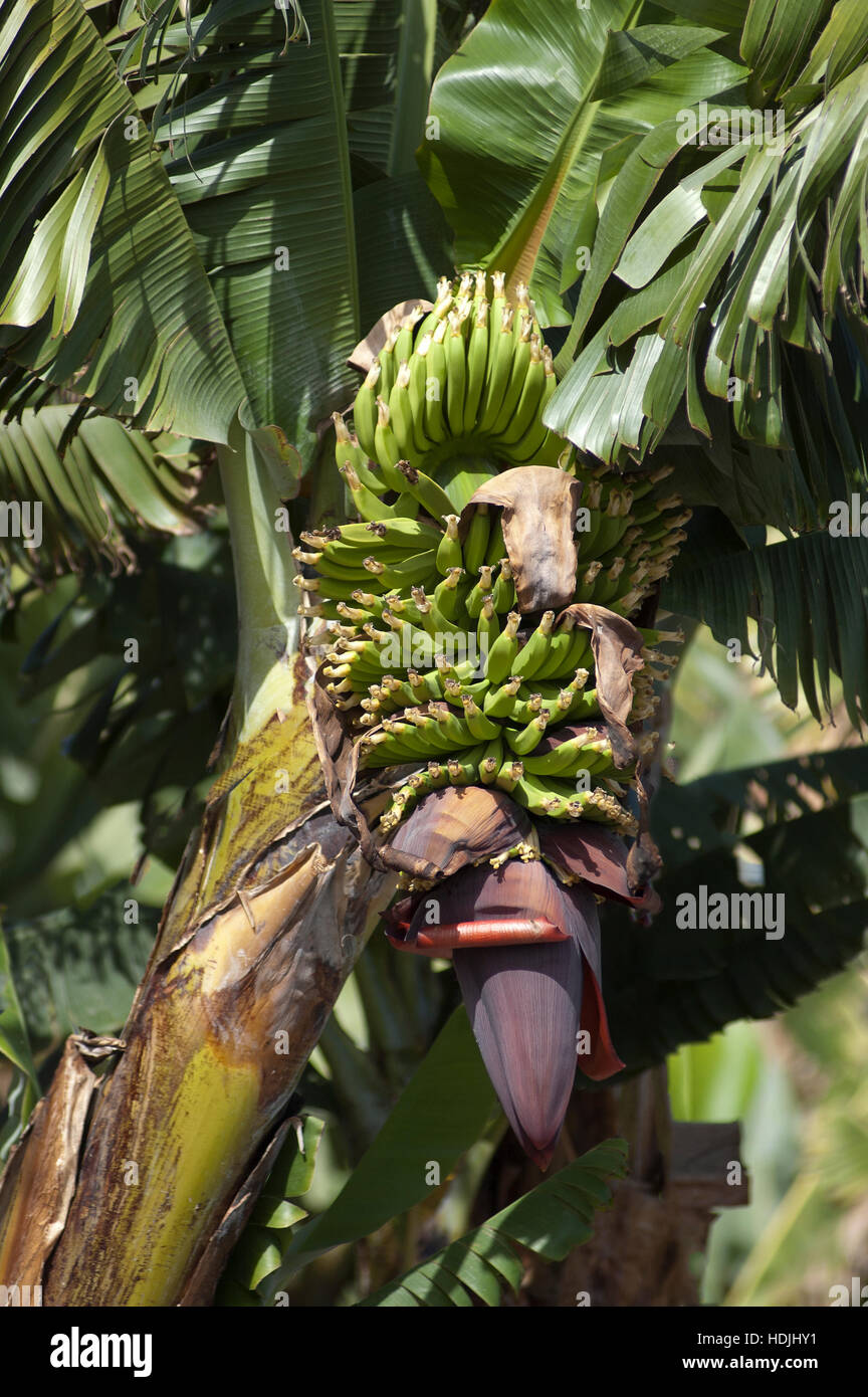 Banana( Musa).A banana is an edible fruit produced by several kinds of