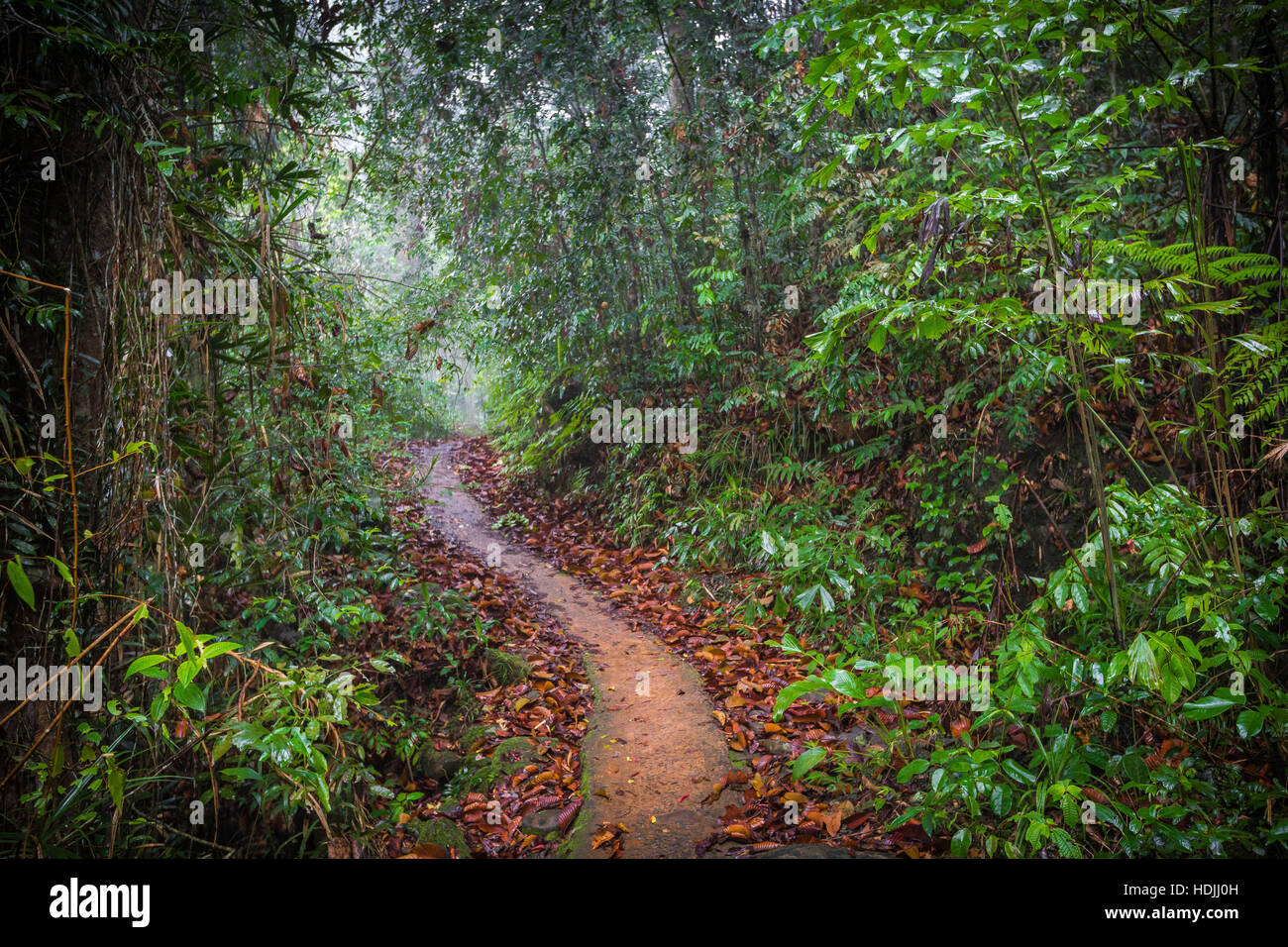 Path in the jungle. Sinharaja rainforest in Sri Lanka. - Stock Image