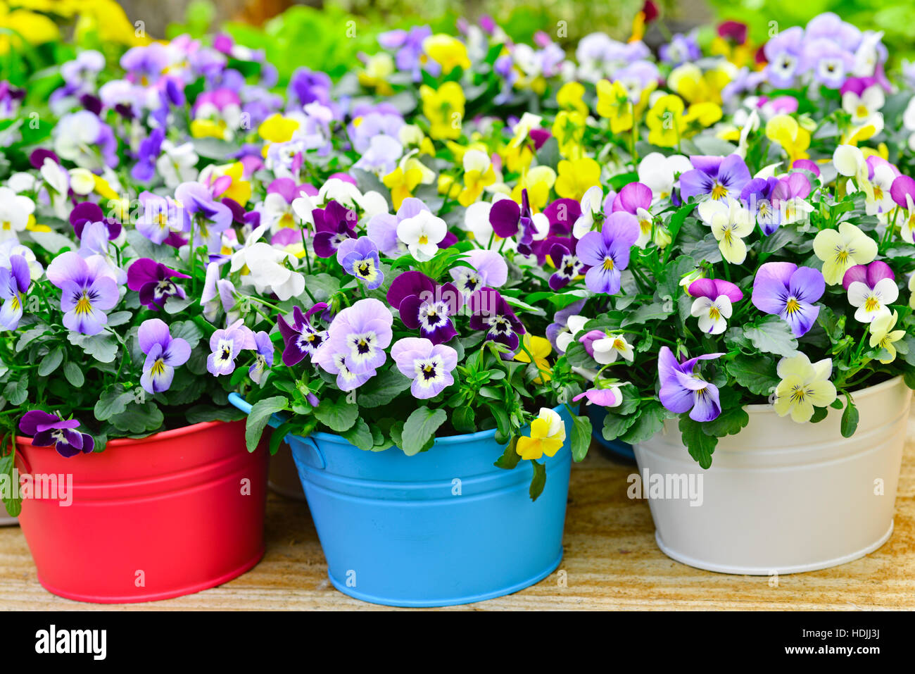 Pansies in colorful pots in a garden setting Stock Photo Alamy