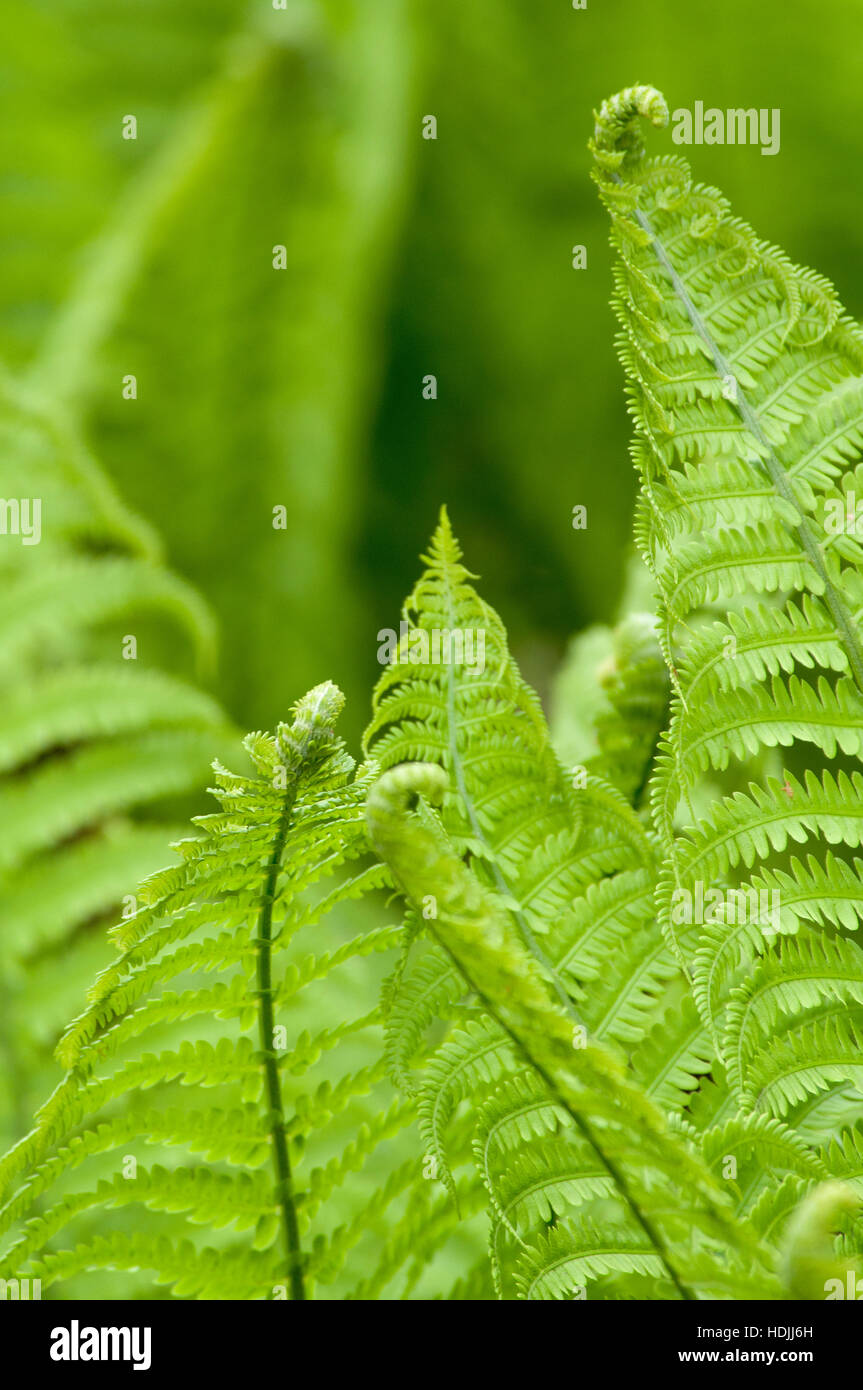 Ferns first appear in the fossil record 360 million years ago in the Devonian Era[5] but many of the current families and species did not appear until Stock Photo