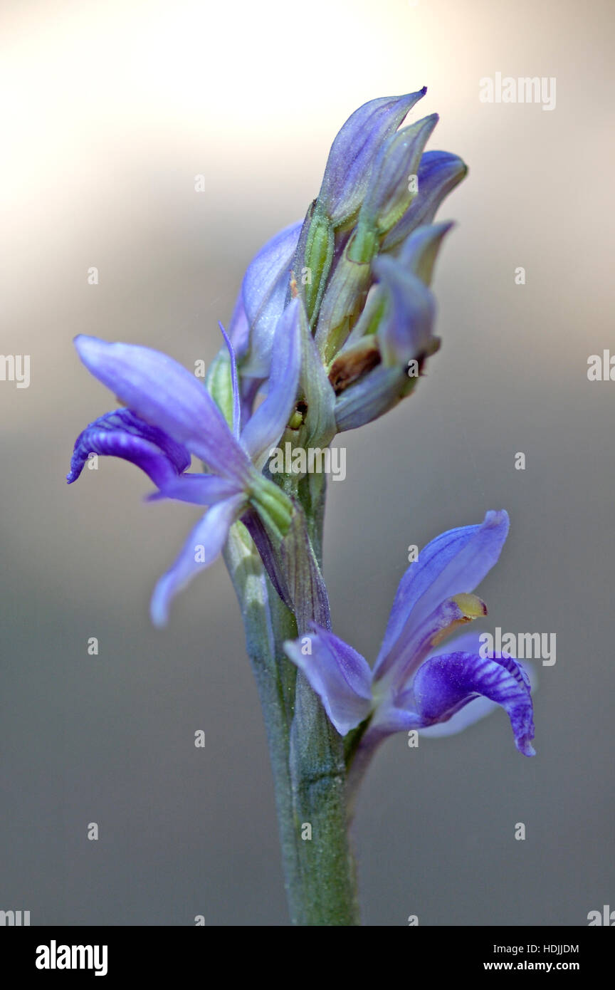 Violet Limodore (Limodorum abortivum) in mountain olympus at Greek island Lesvos Stock Photo