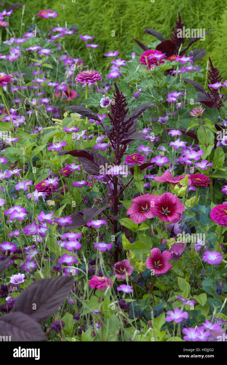 wild flower fields with annual plants from seeds. Stock Photo