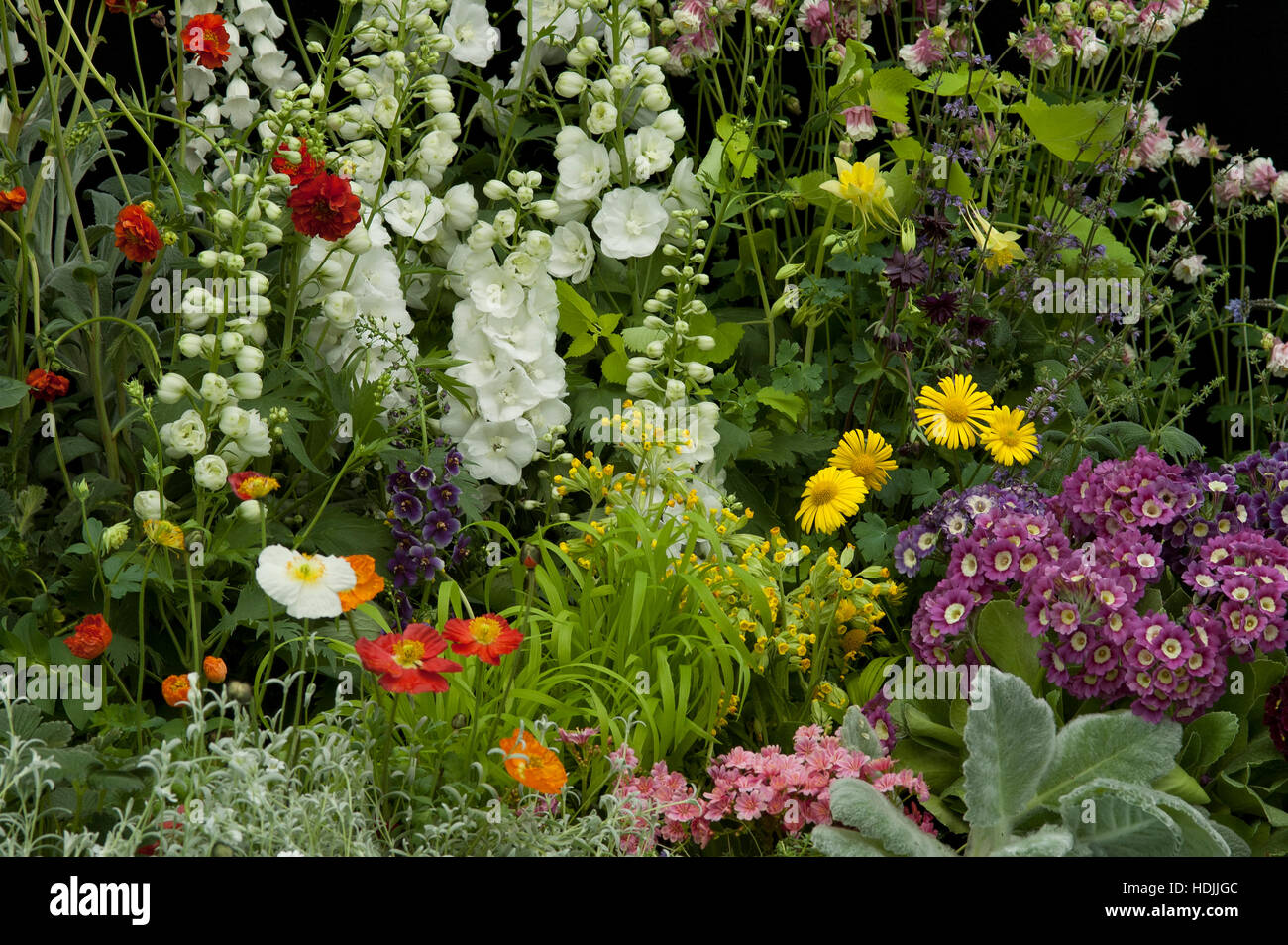Annual flower garden with mixed colored flowers. Stock Photo