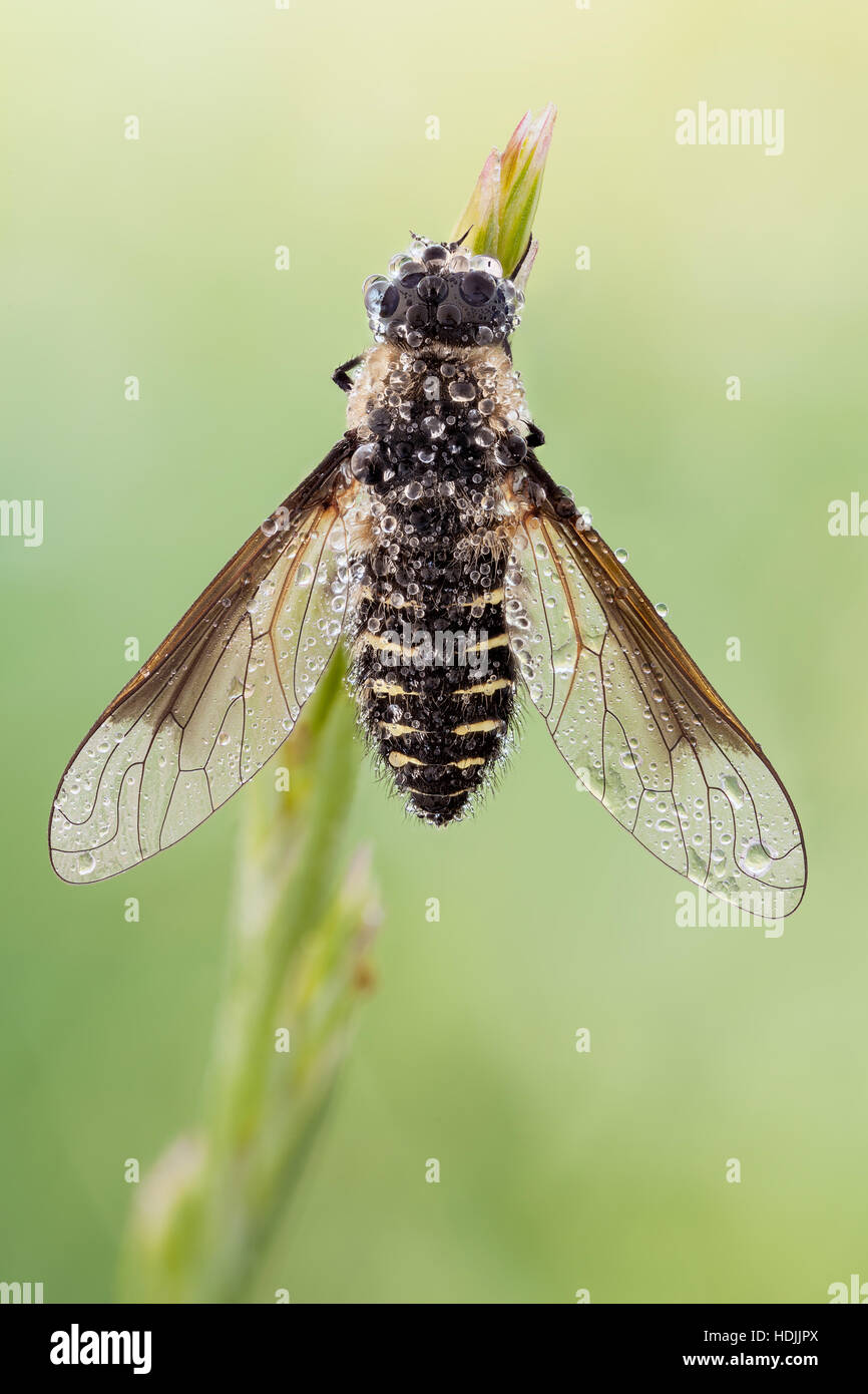 Lomatia is a genera of 'bee flies' belonging to the family Bombyliidae subfamily Lomatiinae. Stock Photo